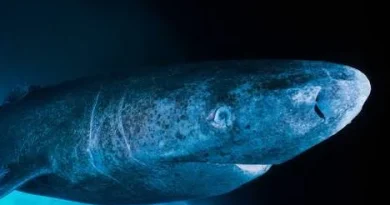 ज्ञान: मुगल,अंग्रेज आए-गये,लेकिन ग्रीनलैंड शार्क वहीं की वहीं