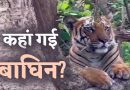 हरिद्वार: मृत बाघों की मां का सप्ताह भर बाद भी पता नहीं, सिर्फ पग चिह्न मिले