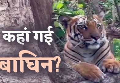 हरिद्वार: मृत बाघों की मां का सप्ताह भर बाद भी पता नहीं, सिर्फ पग चिह्न मिले