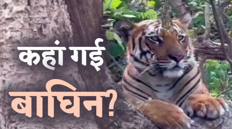 हरिद्वार: मृत बाघों की मां का सप्ताह भर बाद भी पता नहीं, सिर्फ पग चिह्न मिले