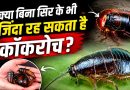 कॉकरोच कैसै और कितने समय जिंदा रहते हैं?