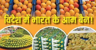 जापान से नेपाल तक क्यों बहिष्कृत हो गया भारतीय आम?