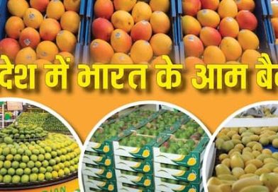 जापान से नेपाल तक क्यों बहिष्कृत हो गया भारतीय आम? जापान से नेपाल तक क्यों बहिष्कृत हो गया भारतीय आम?