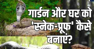 सांप घर में ना आए इसके लिए क्या करें? सांप भगाने को क्या जलाए,समझें सांप की प्रकृति