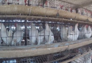 खेत से बाज़ार तक: सेंटिएंट की जाँच में दूध और अंडों के उत्पादन में पारदर्शिता को लेकर उठे सवाल